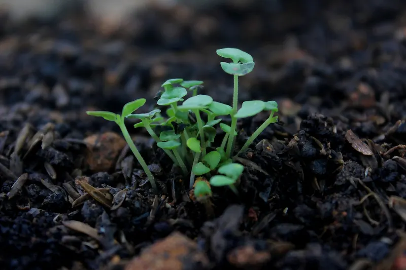 Resiliencia: ¿conocemos este concepto?